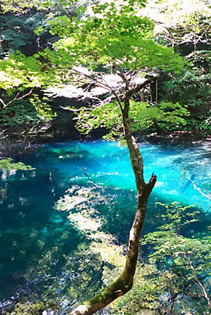 白神山地