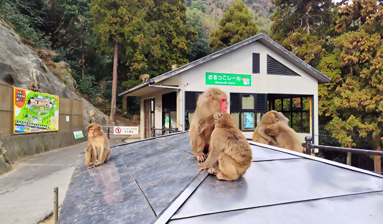 高崎山自然動物園