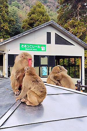 高崎山自然動物園