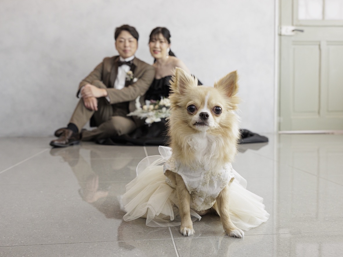 貸切スタジオでドレスを着た愛犬と撮影するおふたり