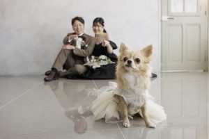 セルフ前撮り　ペットと一緒に前撮り　東京でのセルフフォトウェディングならプラチナフォトスタジオ